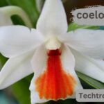 coelocaliente