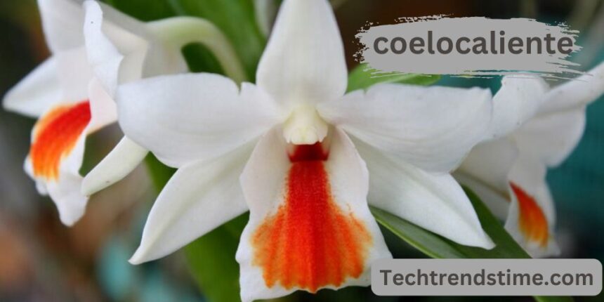 coelocaliente